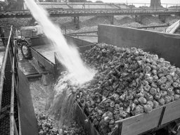 Cukrownia "Zbiersk" kampania 1971_2